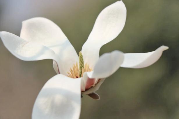 京城花事知多少|“活档案”玉兰 有新潮玩法