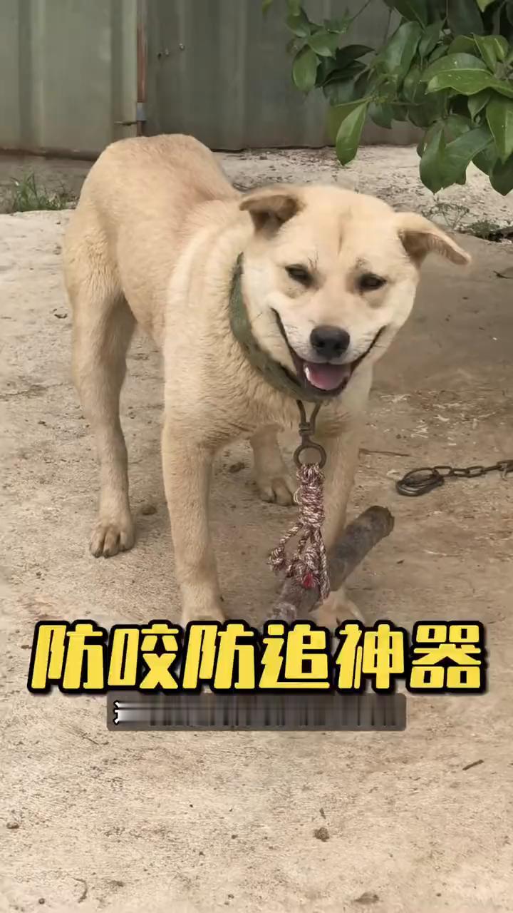 这可能是狗界最实用的发明。最近不少狗子的脖子上都挂着一根长长的木棍，不知道的人还