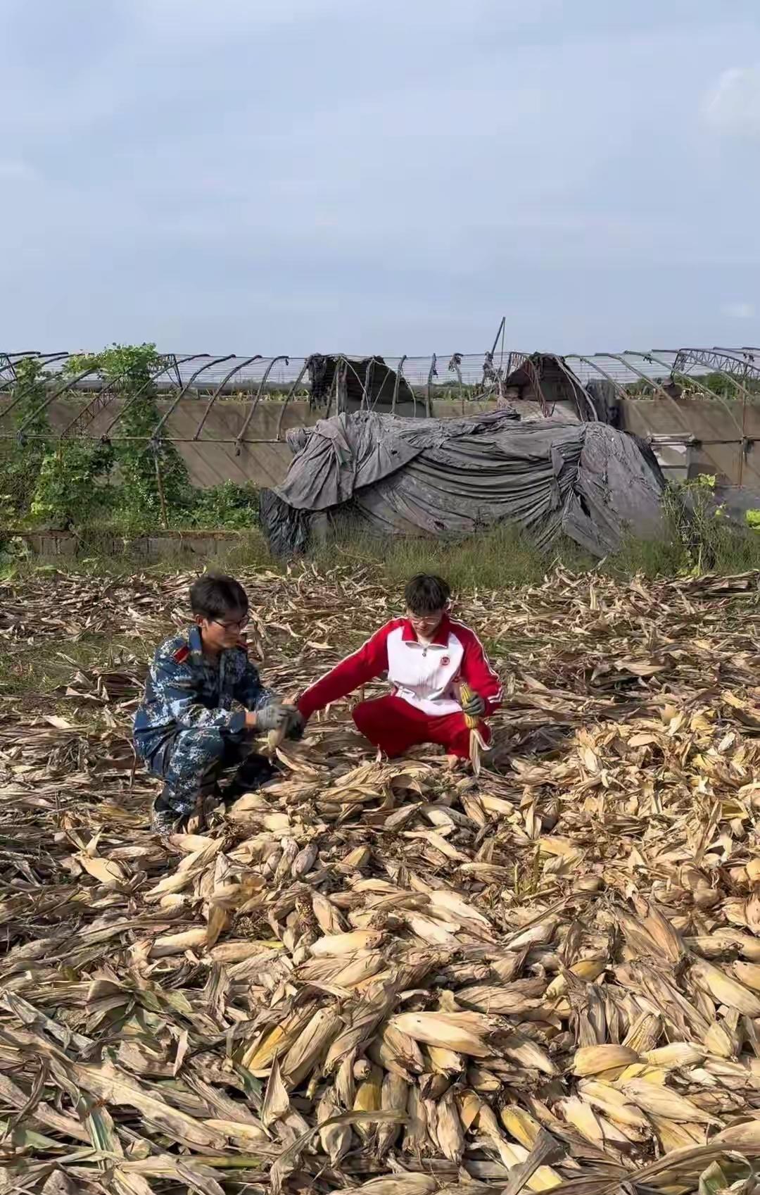 国庆返程高峰的10月8日，青岛农大学生孟成没挤在车流里——他还在山东潍坊诸城市石