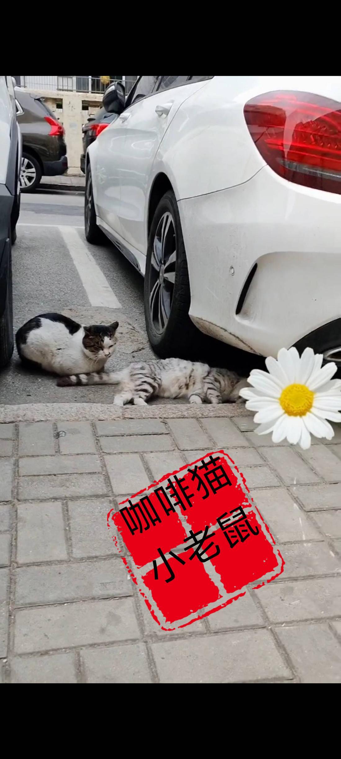 这伤感无比的视频画面是一位爱心人士在路过一个停车场的时候，无意间从两辆汽车的缝隙