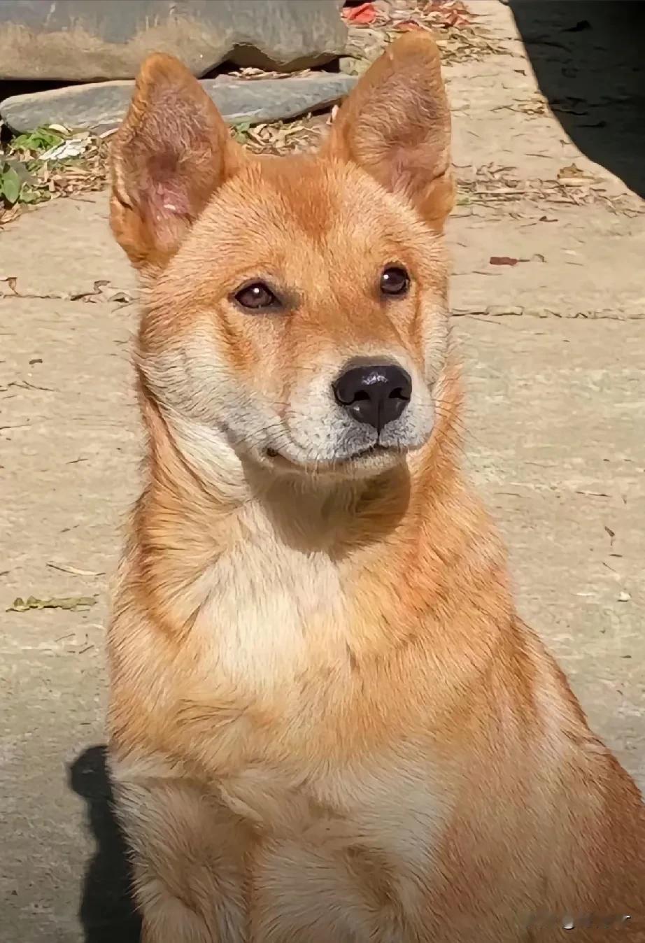 多地解禁中华田园犬是个很积极的信号。中华田园犬是中国本土犬种，被称为“中华国犬”