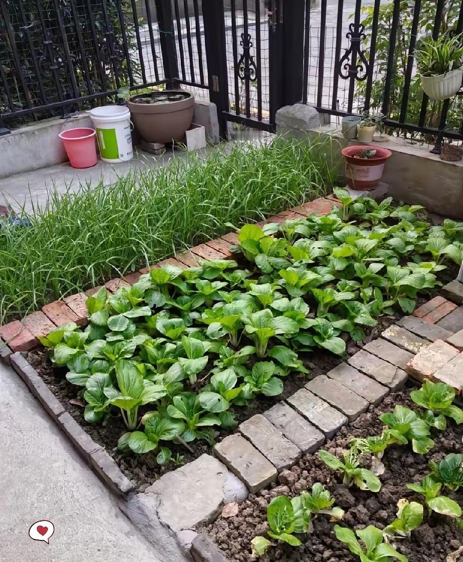 这次回乡下老家，推开院门的那一刻我愣住了——那片荒了快两年的院子，竟被隔壁张叔全