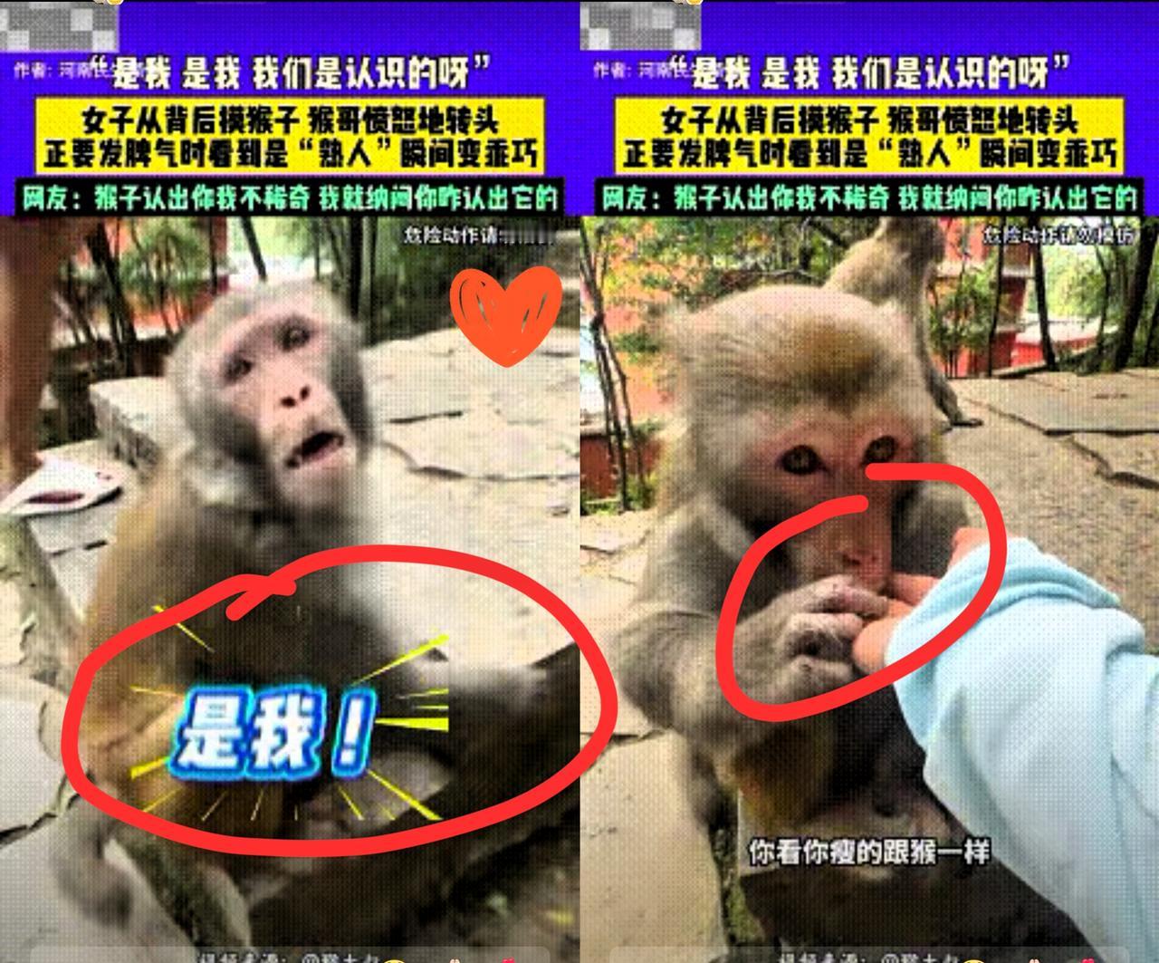 不可思议！贵州，一女子从背后摸猴子，不料，猴哥愤怒转头，正要气愤发脾气时，看清是