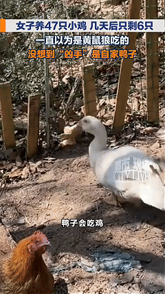 生活处处反转，温顺皮囊下可能隐藏杀性。福建网友买了47只小鸡，几天后只剩6只了，