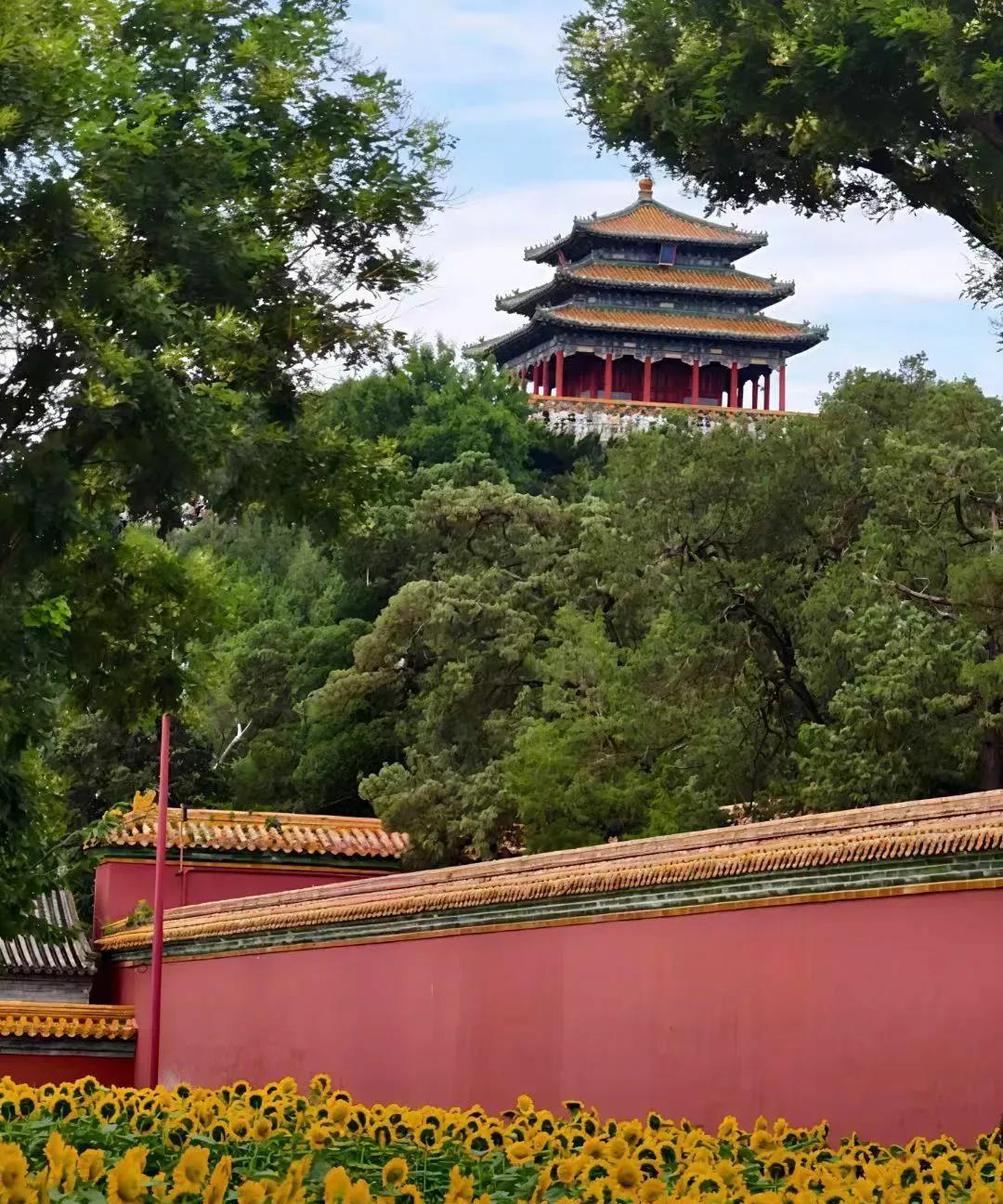 北京景山公园的向日葵花开绚烂炎炎夏日，继北京奥森公园向日葵花开壮丽之后，北京