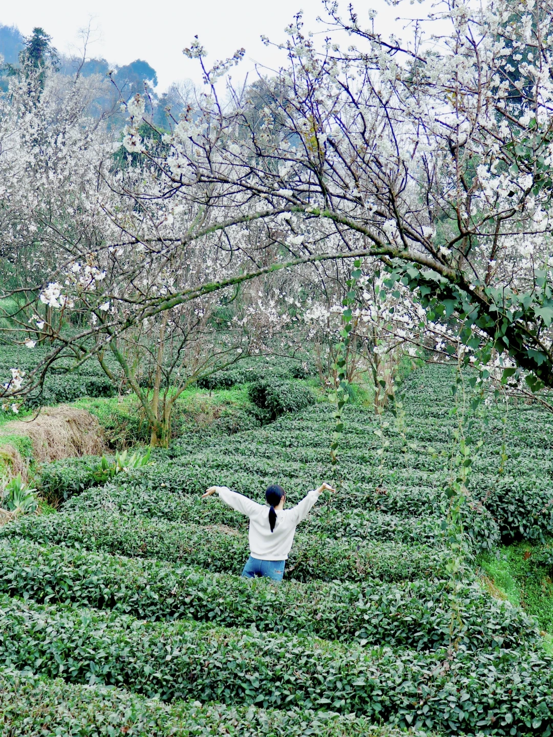 茶树伴樱花的徒步赏花路线，我真的超级爱！