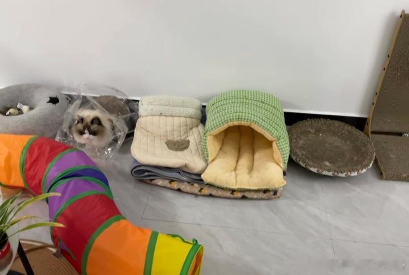 家里的猫对窝的选择有自己的主见