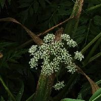 东北河道里野生植物，有的说是河芹菜。我是不认识的。带定位晒今日生活我的今日状态