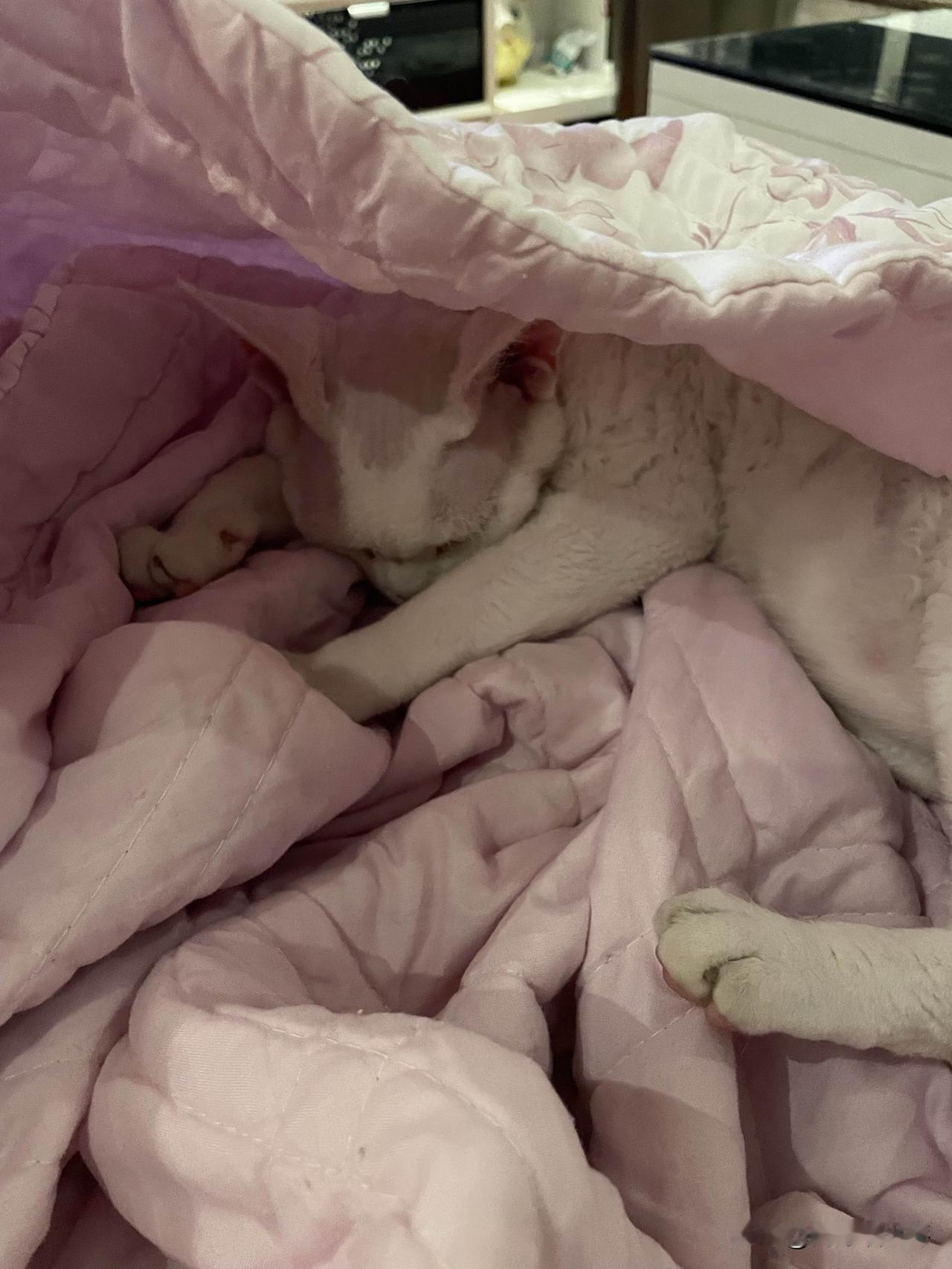 睡觉觉的小猫咪，看看这姿势，睡得那叫一个香啊。