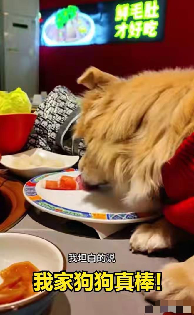 北京狗上桌用餐盘吃食物，狗主人最少已经干了20次，祸害了20家饭店，有多少人和狗