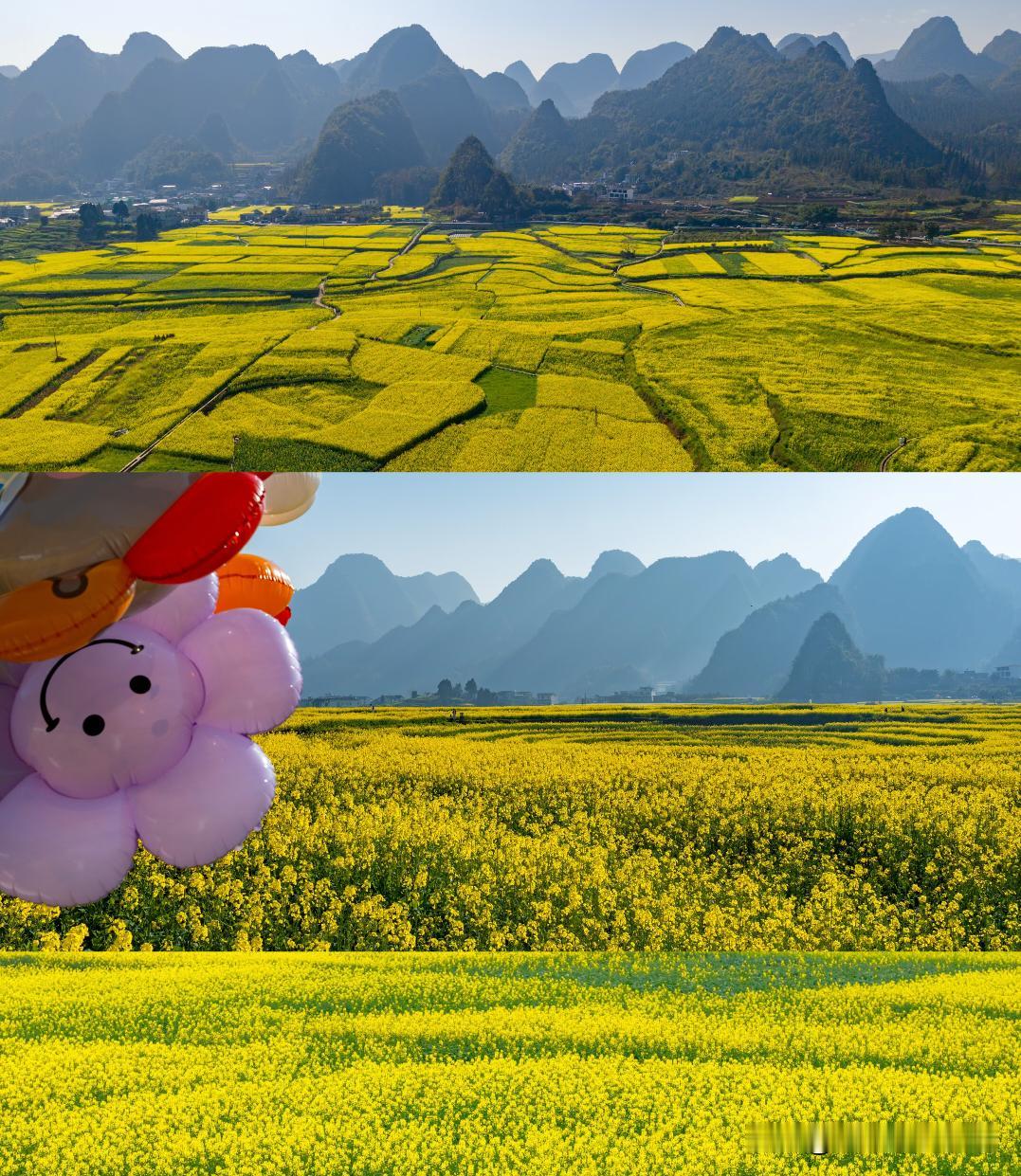 惊艳！2月的万峰林已开成金色海洋！当喀斯特峰林披上金色花毯，2月的万峰林就是上