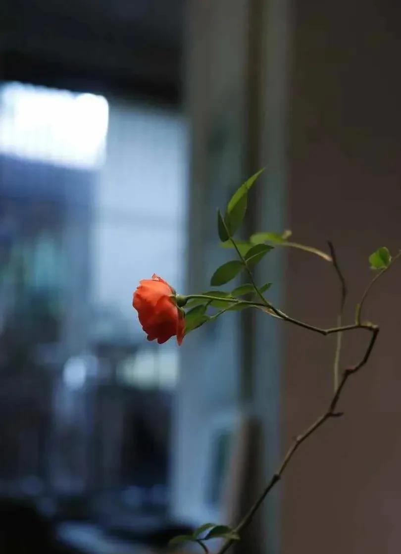 一个女护士说：“奉劝老年朋友，年龄到了八十岁左右的时候，最好是非必要不出门不社交