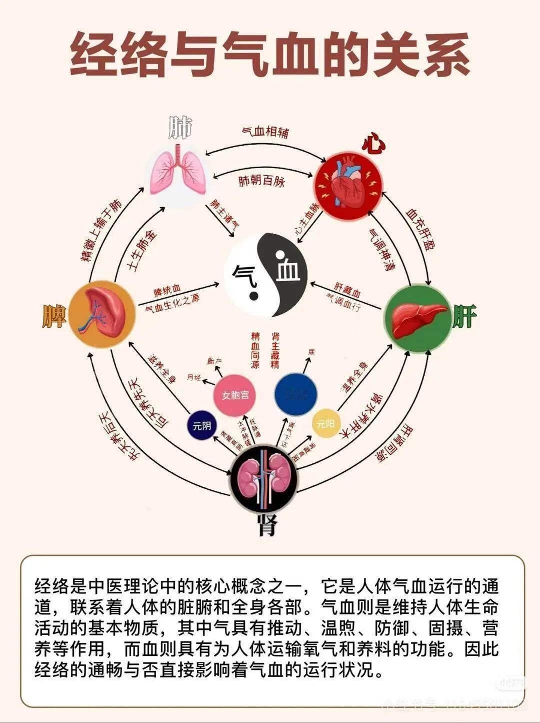 人体共有12条经络，俗话说，经络一通，百病不生！所以只有经络通气血才通！💨通