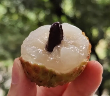 作为北方人，一直觉得妃子笑荔枝挺好吃的，却遭到广东朋友无情嘲笑：妃子笑是