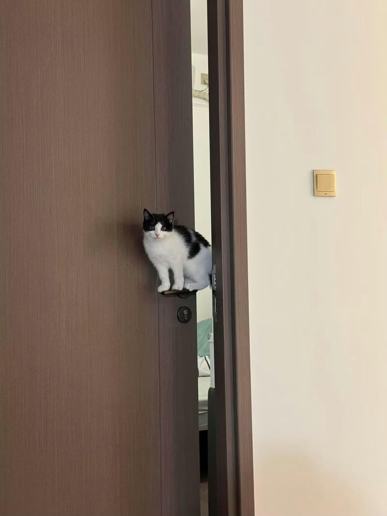 这就是奶牛猫的出场方式​​​