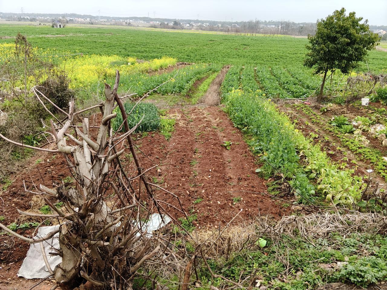 发现没？50来岁的中年男女似乎都已经接受谁的妈谁养这个事实了。我们村一大叔死于