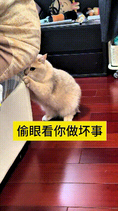 这视频我翻来覆去看了好几遍，真是又好气又好笑。这小猫心眼子太足了，偷偷扒着床挠