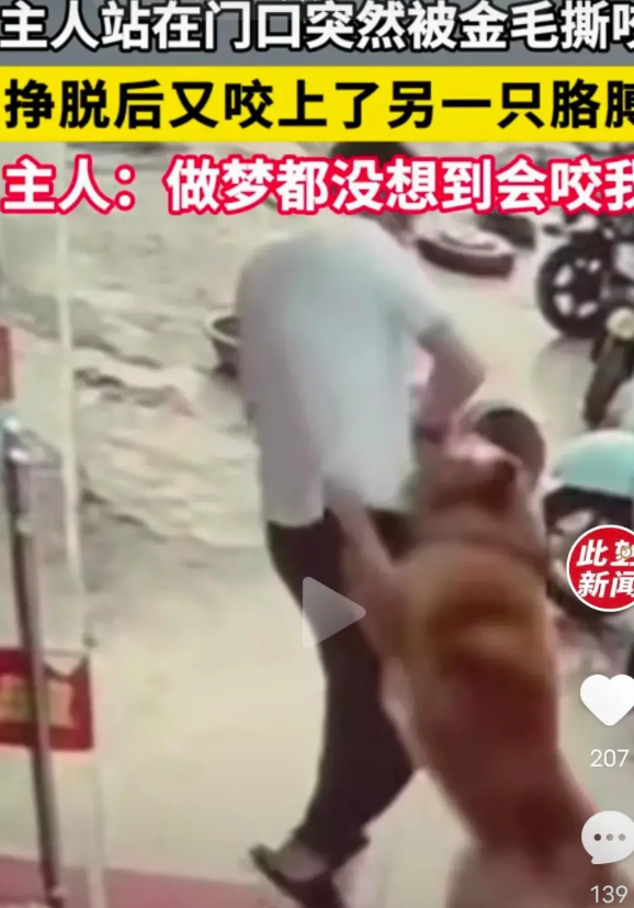 狗主人站在门口突然被金毛撕咬。这就是你们说的温顺的金毛？连给他提供食物和住所