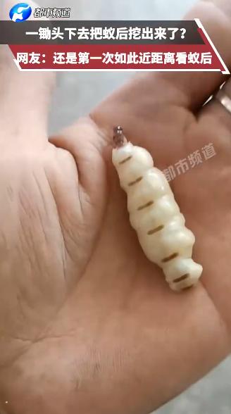 “真是开了眼！”河南周口，一村民在菜地翻土时，一锄头下去刨出个沾满泥巴的“大生姜