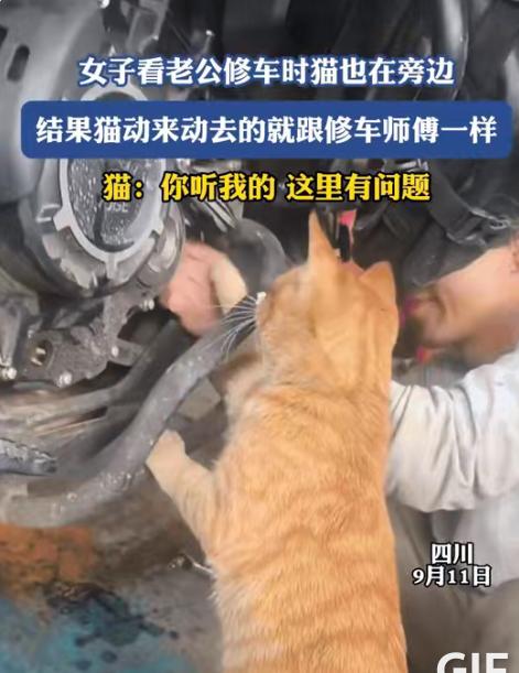四川，女子看着老公修车，家里的橘猫也凑在一旁，小爪子扒着机车零件，来回探头摆弄，