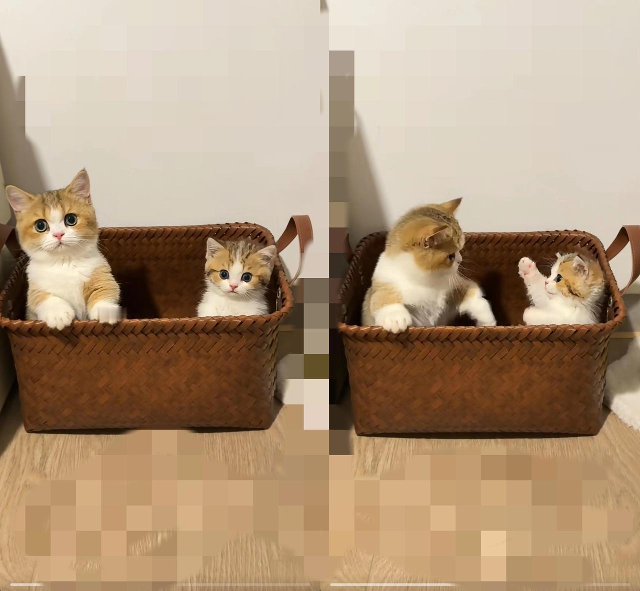 救命！被朋友塞了两只小奶猫，心都化了但取名快愁秃了！