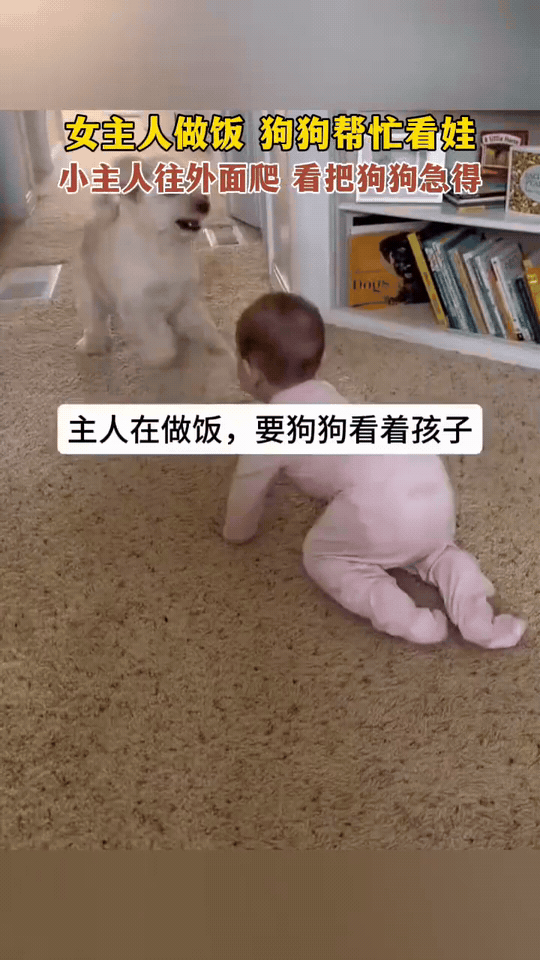女主人做饭，狗狗临时上岗带娃，急得原地“作揖”女主人进厨房做饭，交代狗狗看