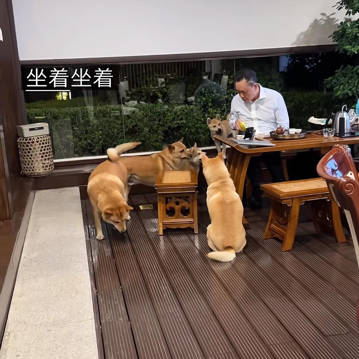 前首富黄光裕太豪横，疑似广东豪宅曝光，家中饲养五只柴犬，根据品质以及多处细节来分