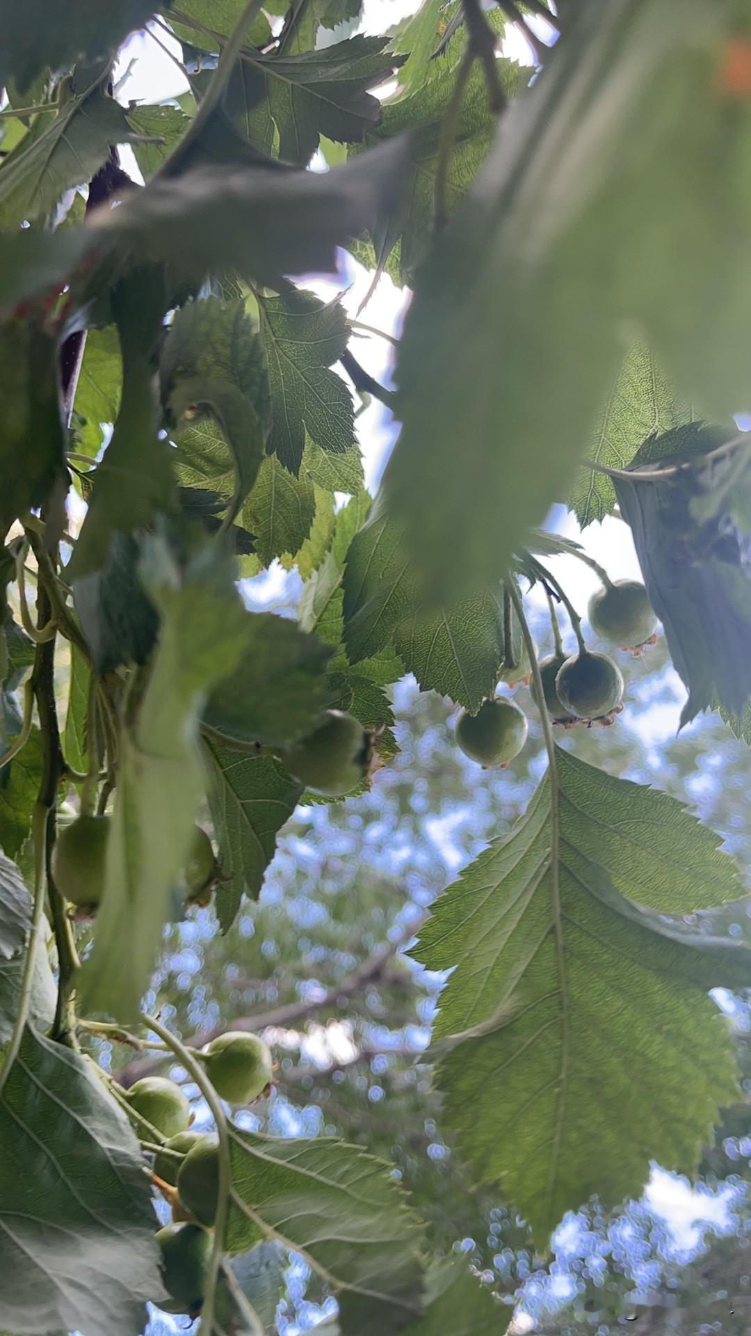 晚上蒸了几个韭菜包子，馅没有了，就蒸了几个糖三角！找了找，找到一袋红糖！过去