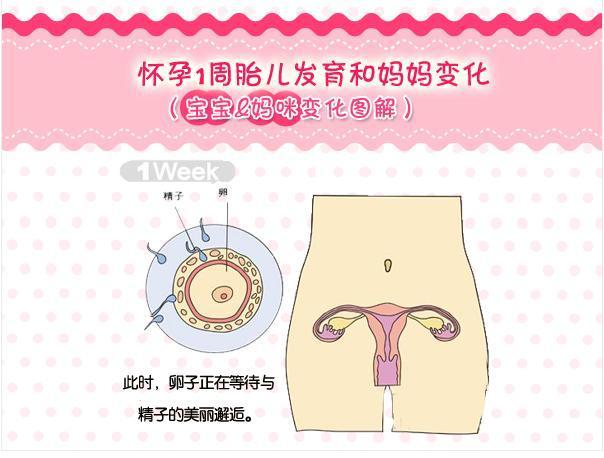 怀孕一周的孕妈咪和胎宝宝是怎样的一个变化?