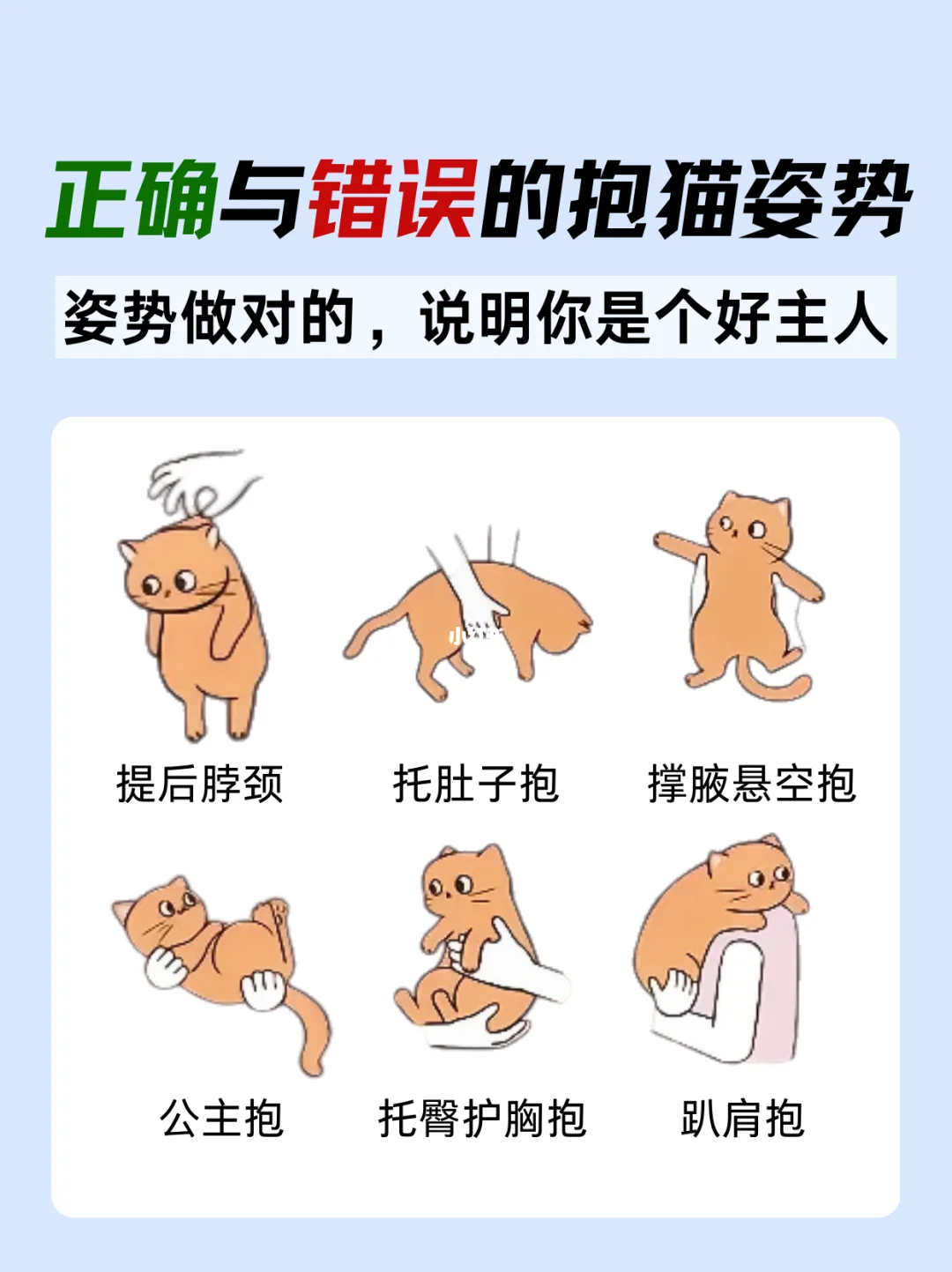 正确与错误的抱猫姿势，姿势做对的，说明你