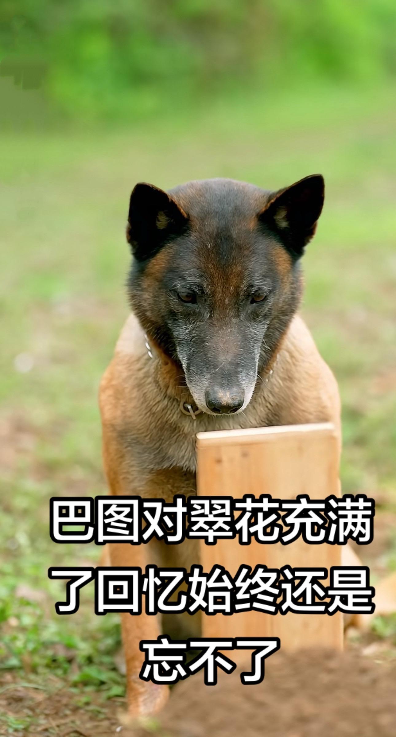 狗狗还是没从翠花心里走出来，忘不了曾经的美好回忆。