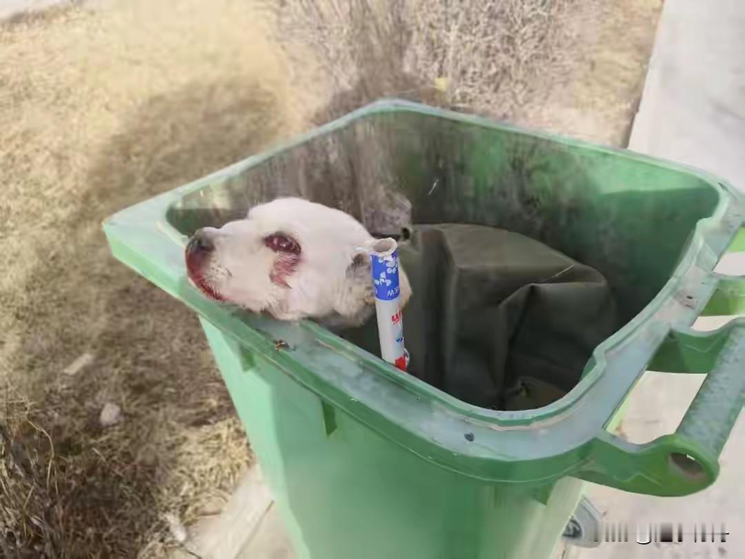 把生病的小狗丢进垃圾桶等死真是太残忍了。这只小狗是它的主人从小养大的，一直很受宠