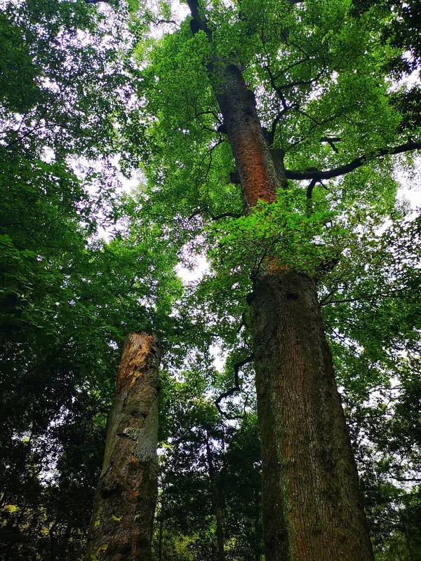 一直以为金丝楠木是一种树，没想到它并非单指某一种树，而是一类具备特殊木材特征的木