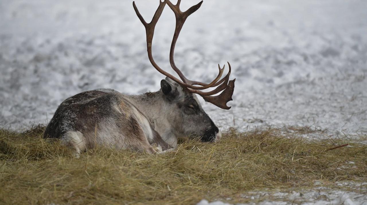 芬兰将驯鹿大量死亡归咎于俄罗斯  芬兰民众指控俄罗斯造成北方驯鹿大规模死亡
