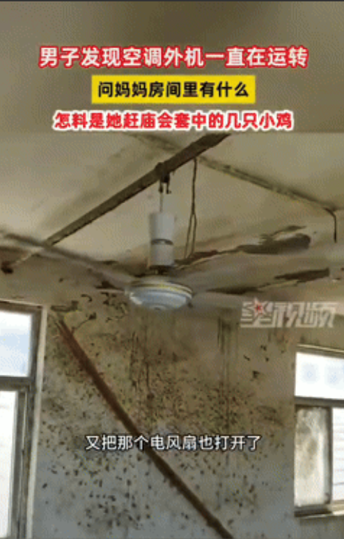 给鸡开空调！7月4日，安徽阜阳，男子回家时发现家里二楼的空调一直开着，上去一看，