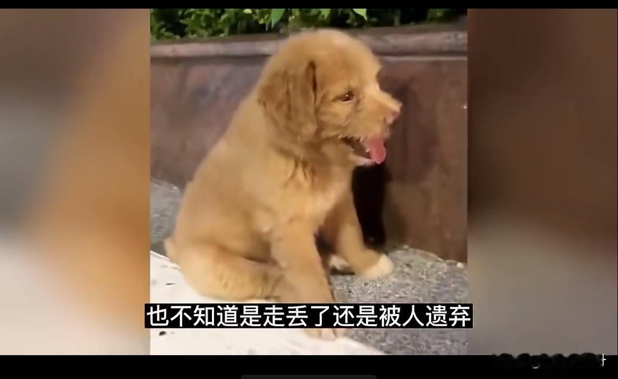 真是一个心酸的故事，一个朋友散步时看见路边有只一两个月大的小狗正在啃树叶，渴了就
