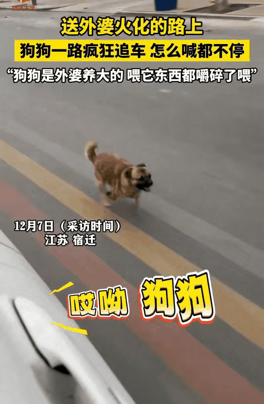 太好哭了！江苏老人离世送去火化，车子刚启动，家里养的小狗就疯了似的追出来，家人怎