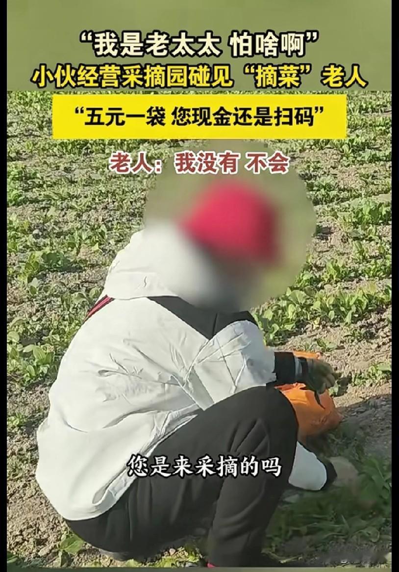 我岁数大我怕啥！一采摘园内，一位大妈在明目张胆的摘菜，并且一边采摘一边收拾好菜