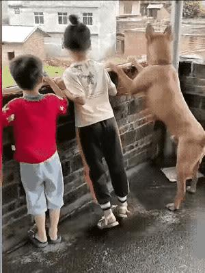 长期和孩子们在一起的小狗狗，真的和孩子们心灵相通了，它的想法和孩子们也是一样的呦