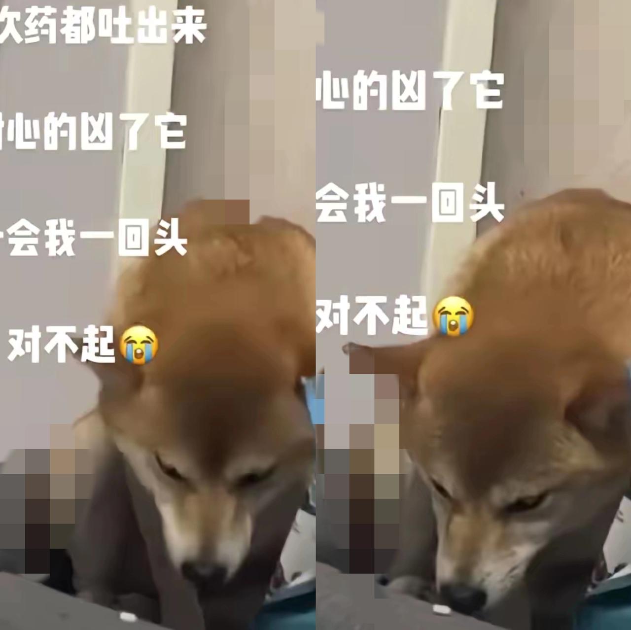凶完狗狗才发现，它比我更懂“爱要忍着痛”谁还没因为毛孩子