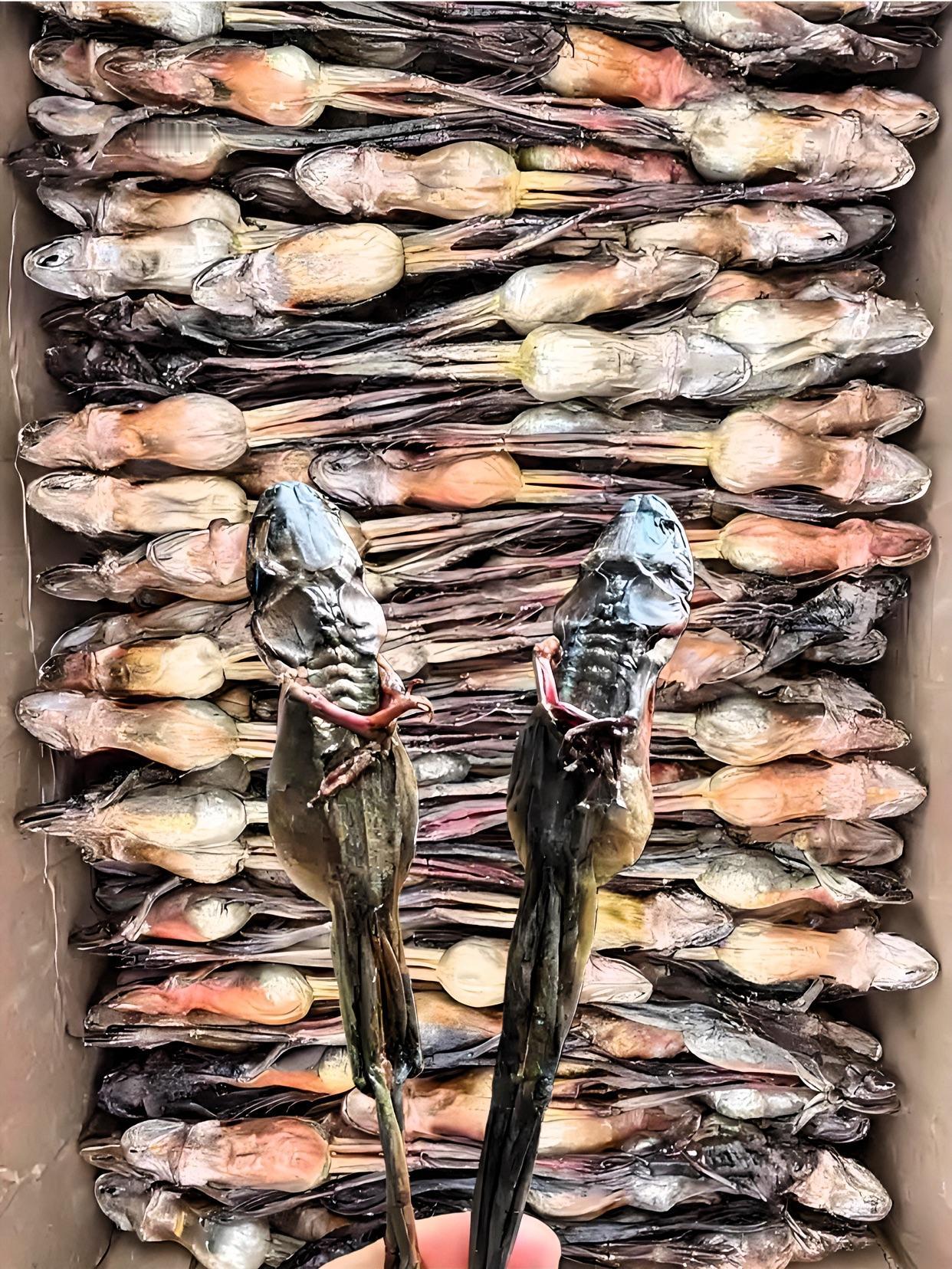 我的老天爷啊！给我‮蜜闺，天今寄了个“神秘包裹”，说是她们那的特产！研究‮