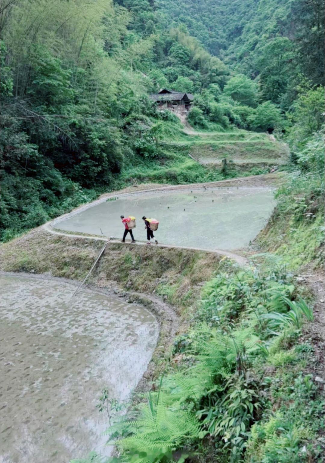 重庆农村，深山里的夫妻。生活条件那么差，为啥不搬出去？