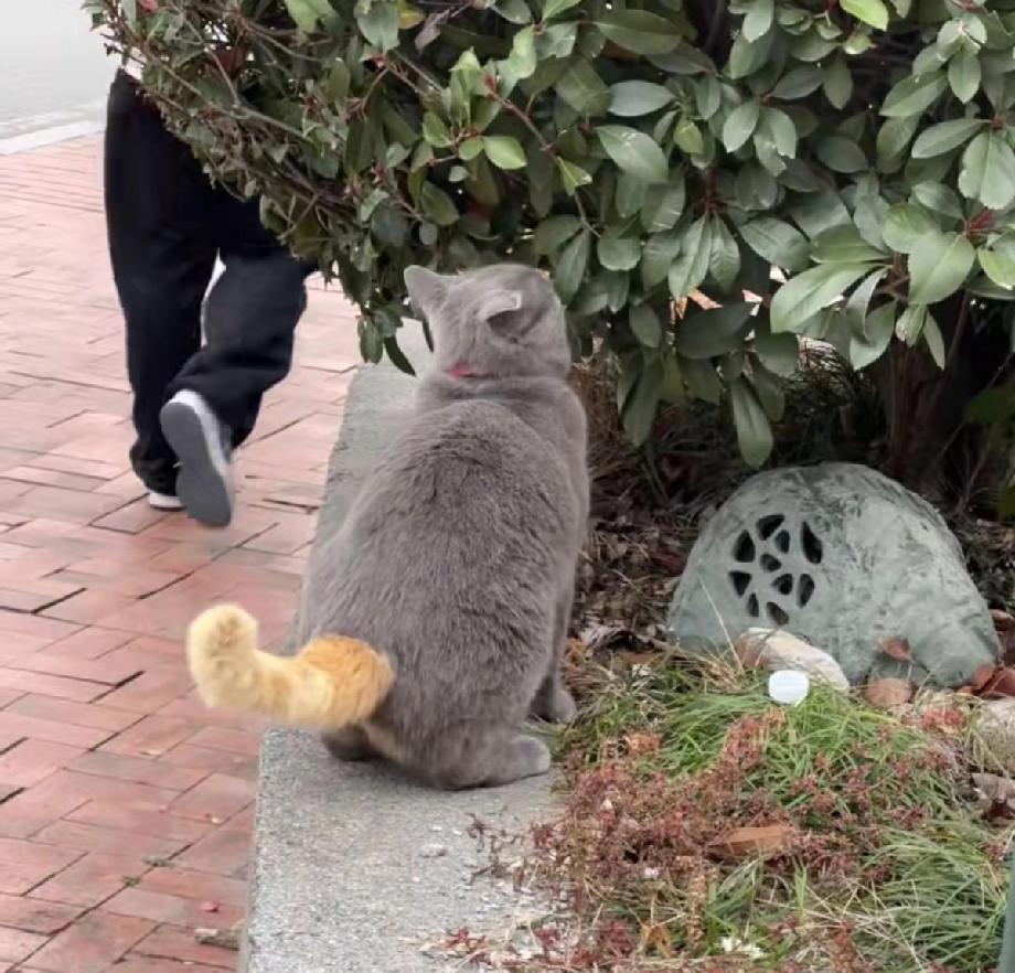 是大橘劈了腿，还是蓝猫出了G!这个小猫的样子也太离奇了！虽然能看出来是那两个