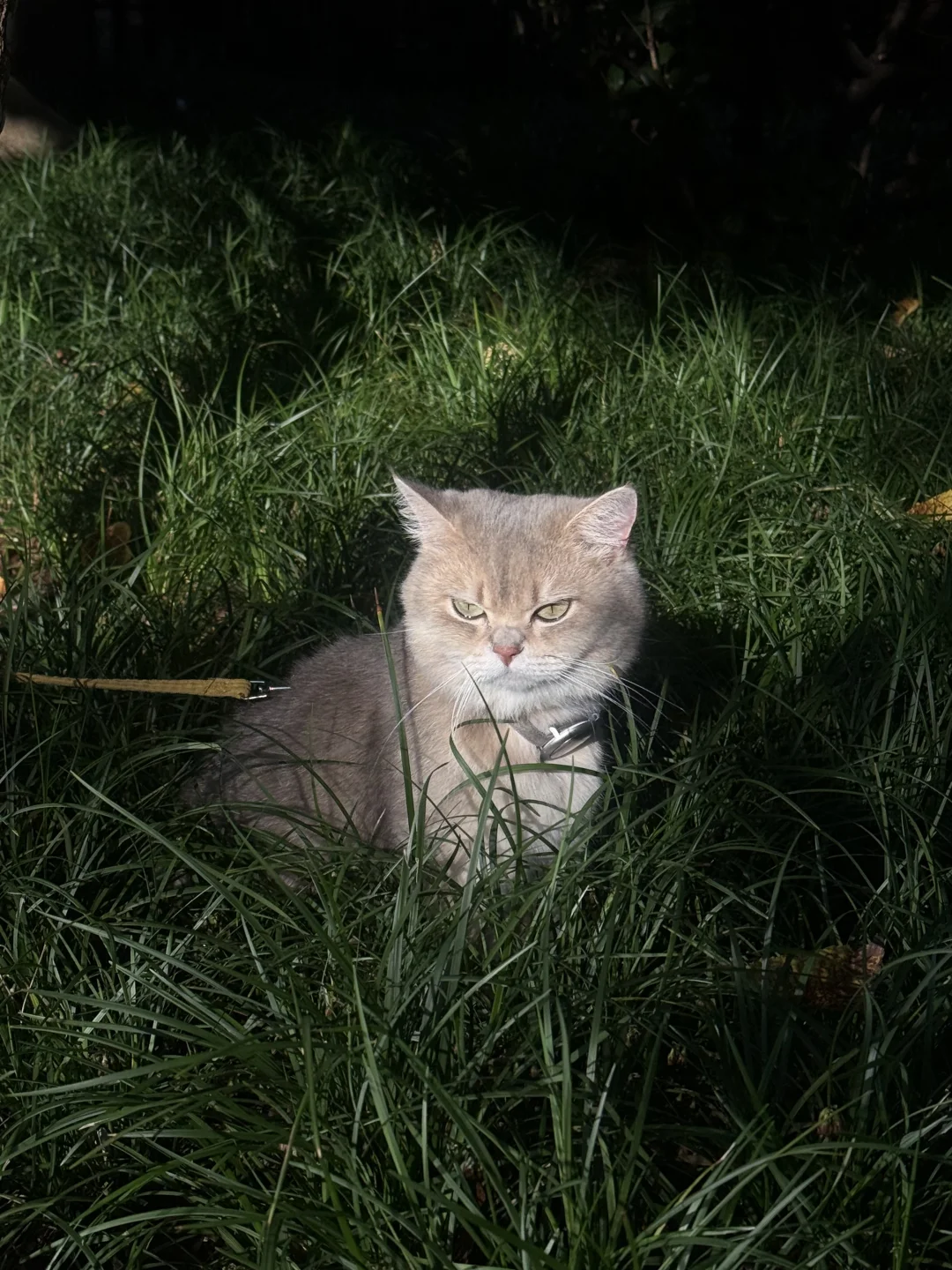 谁家小猫咪在草丛里发光啊！