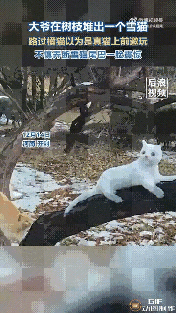 你敢信？一块破积雪，居然能勾出来一只小橘猫的真心！