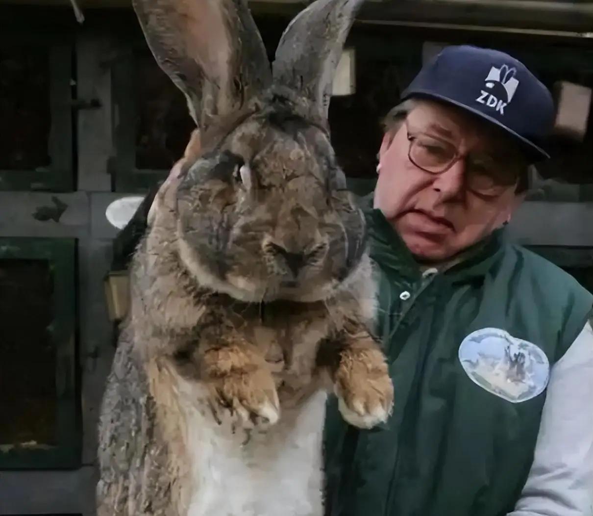 澳大利亚野兔成灾，有100多亿只，体重百斤却无人食用，当地人给出答案：不敢吃。