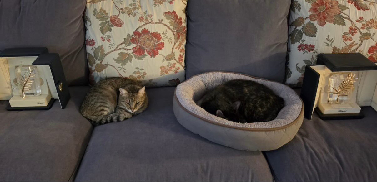 蒙吉晒图，两只猫咪，两座金棕榈。秀到了哈哈哈！