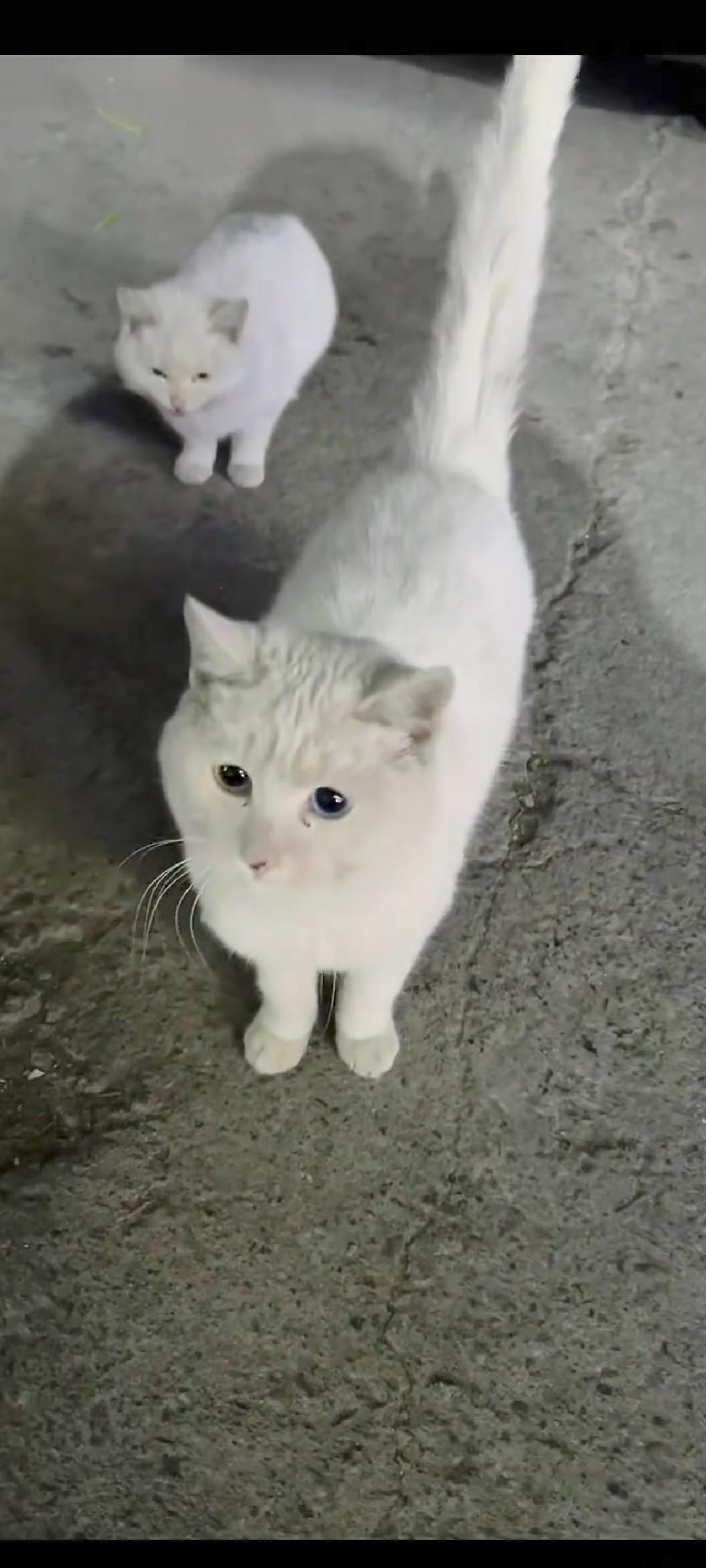 猫妈妈带着自己的幼崽来到人类面前，不断用委婉的眼神，恳求着面前的人类，希望能够收