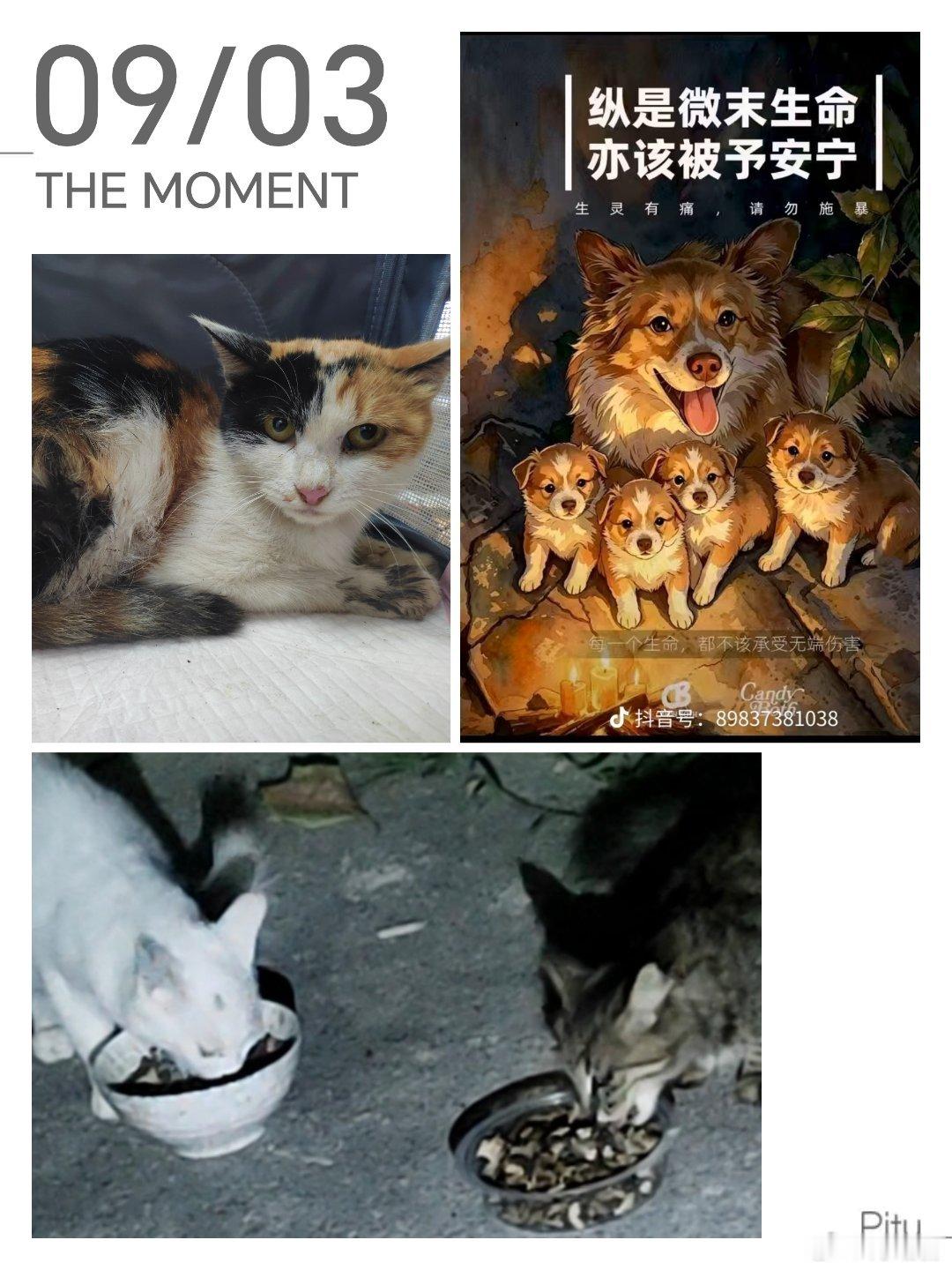 带到医院绝育的村猫猫妈年龄都不大，几乎都是刚成年，在自己还是孩子的年龄就做了母亲。他们的主人不会带他