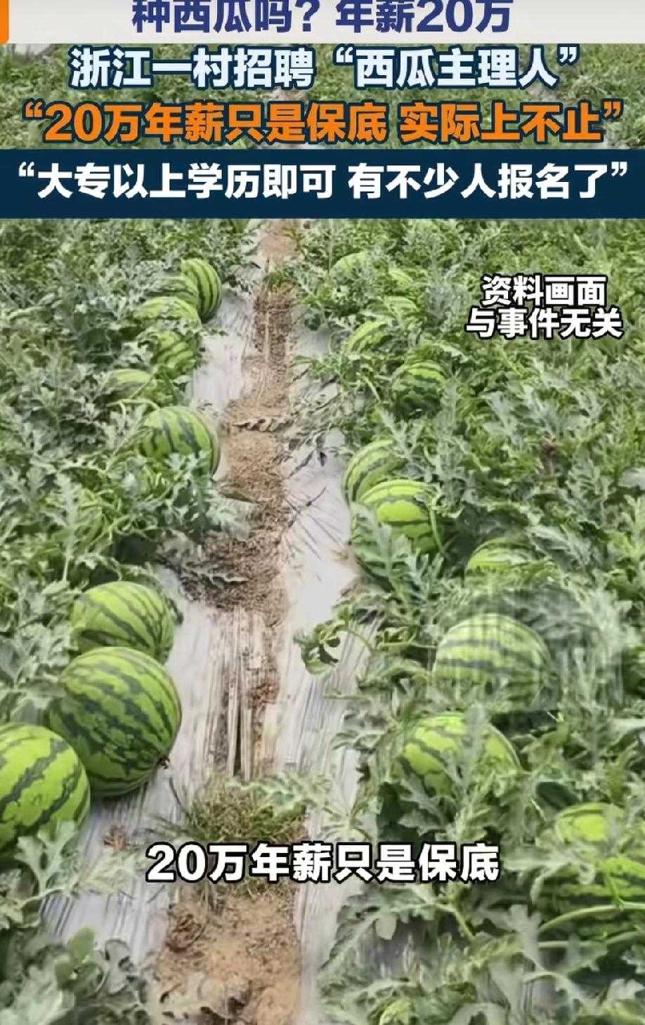 会种西瓜年薪就能20万？浙江衢州一村子公开招聘，急需西瓜运营经理，年薪保底20万
